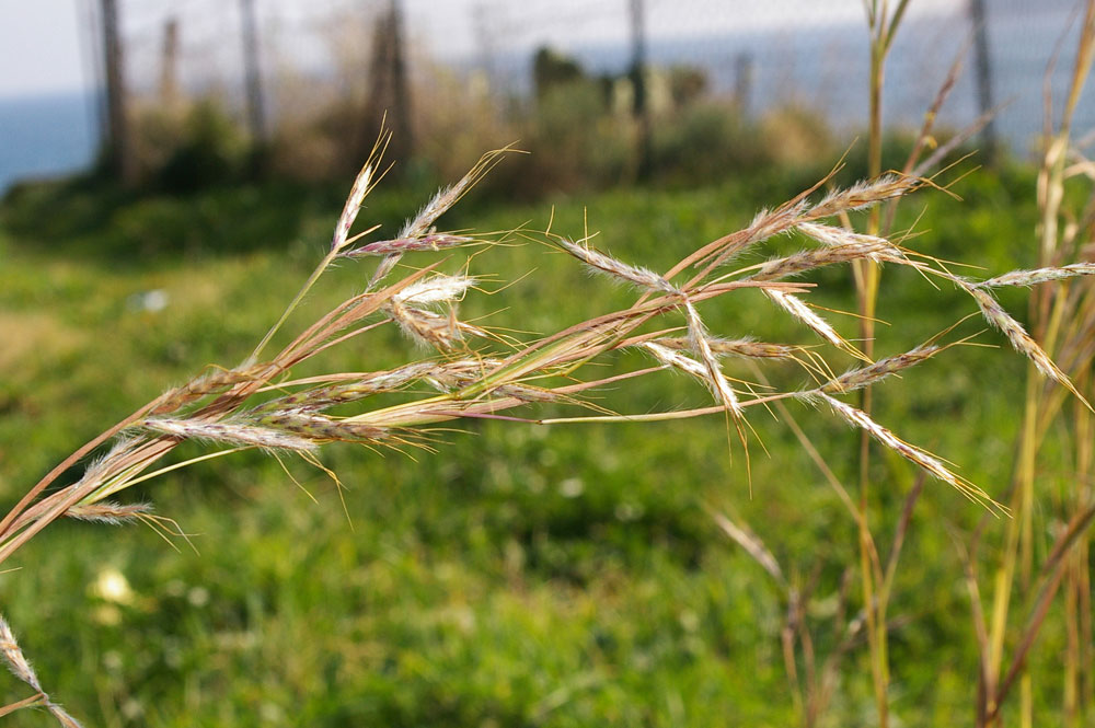 Hyparrhenia hirta / Barboncino mediterraneo